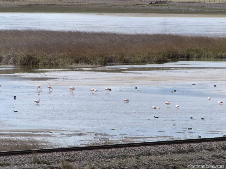 lago junin a 001